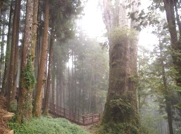 阿里山神木群步道 2
