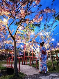 張家樹園和服體驗
